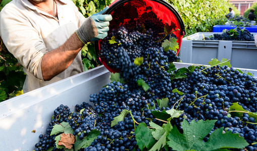 Vendemmia 2026, al via le procedure per le assunzioni dei lavoratori stagionali