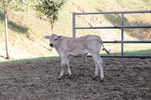 Tonco diventa capitale della zootecnia: un convegno sul futuro del bovino da carne