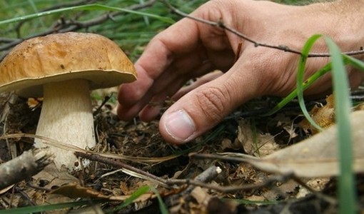 Funghi, in Piemonte 30 persone coinvolte in intossicazioni nel 2025: controlli gratuiti nelle ASL Funghi, in Piemonte 30 persone coinvolte in intossicazioni nel 2025: controlli gratuiti nelle ASL