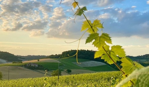 Immagine di Paola Bussa per il concorso Astigiano terra di amore Immagine di Paola Bussa per il concorso Astigiano terra di amore