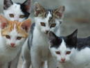Popolazione felina: dalla regione 170 mila euro per 25 comuni