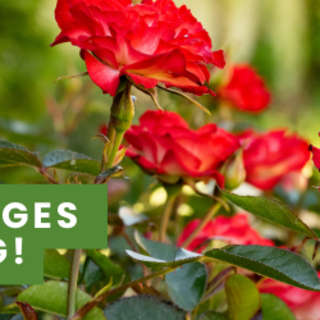 Costigliole d’Asti si prepara alla sfida internazionale di “Communities in Bloom”: il 13 giugno arriveranno i giudici Costigliole d’Asti si prepara alla sfida internazionale di “Communities in Bloom”: il 13 giugno arriveranno i giudici