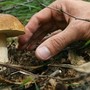 Funghi, in Piemonte 30 persone coinvolte in intossicazioni nel 2025: controlli gratuiti nelle ASL Funghi, in Piemonte 30 persone coinvolte in intossicazioni nel 2025: controlli gratuiti nelle ASL