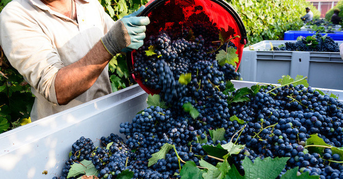 Vendemmia 2026, al via le procedure per le assunzioni dei lavoratori stagionali