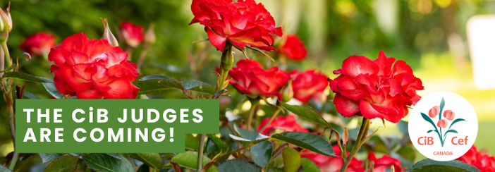 Costigliole d’Asti si prepara alla sfida internazionale di “Communities in Bloom”: il 13 giugno arriveranno i giudici Costigliole d’Asti si prepara alla sfida internazionale di “Communities in Bloom”: il 13 giugno arriveranno i giudici