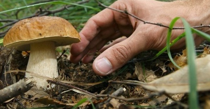 Funghi, in Piemonte 30 persone coinvolte in intossicazioni nel 2025: controlli gratuiti nelle ASL