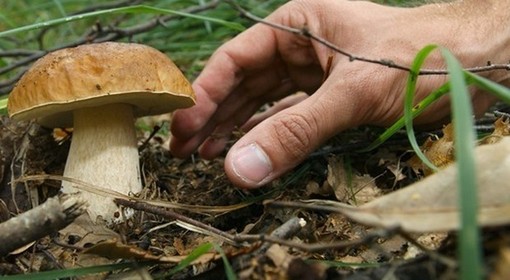 Funghi, in Piemonte 30 persone coinvolte in intossicazioni nel 2025: controlli gratuiti nelle ASL Funghi, in Piemonte 30 persone coinvolte in intossicazioni nel 2025: controlli gratuiti nelle ASL