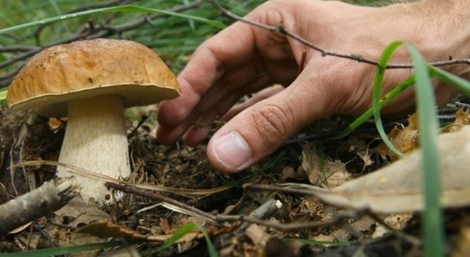 Funghi, in Piemonte 30 persone coinvolte in intossicazioni nel 2025: controlli gratuiti nelle ASL