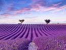 Il mare di lavanda della Haute Provence