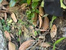 Si lavora alle fioriere cittadine Si lavora alle fioriere cittadine