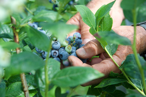 Dalla terra al consumatore: la filiera corta di Joinfruit