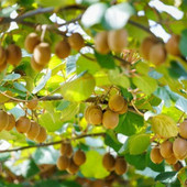 Al Castello di Lagnasco si presentano il nuovo kiwi giallo Haegeum e le pesche resistenti alla sharka