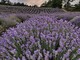 Castelnuovo Don Bosco, in mezzo al profumo dei fiori si terrà il concerto “fioritura di note e lavanda”