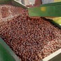 Noccioleti e vigneti, preoccupano le difficoltà di due "pilastri" dell’economia agricola di Langhe e Roero