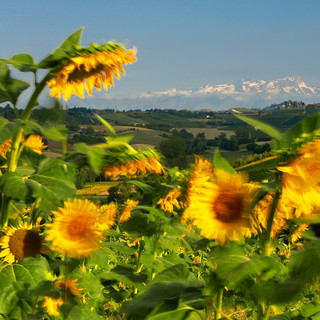 La valenza agricola dell'Astigiano in una sontuosa foto del grande Enzo Isaia