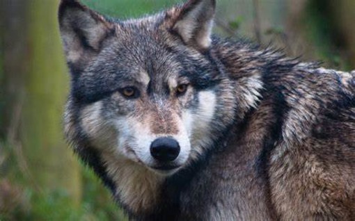 Il lupo nell'Astigiano: presenza silenziosa? Se ne parlerà in un convegno a Tigliole