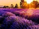 Lavanda dell'Astigiano a Castelnuovo don Bosco