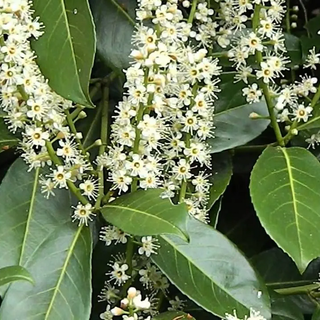 Viviamo in un posto bellissimo dove la primavera entra nel naso
