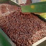 Crisi nocciole, l'allarme di Cia Cuneo: "Prezzi troppo bassi nonostante la scarsità di prodotto"