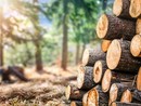 Dazi USA sul legno, Confagricoltura Piemonte lancia l'allarme: "Grave zavorra per 3.500 aziende" Dazi USA sul legno, Confagricoltura Piemonte lancia l'allarme: "Grave zavorra per 3.500 aziende"