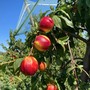 Pesche cuneesi in anticipo di 15 giorni: qualità alta, ma costi alle stelle Pesche cuneesi in anticipo di 15 giorni: qualità alta, ma costi alle stelle