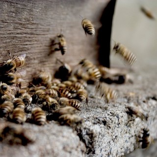 La struttura sociale delle api affascina e insegna