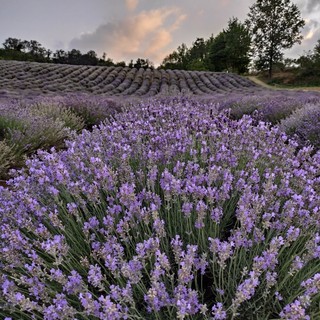 Castelnuovo Don Bosco, in mezzo al profumo dei fiori si terrà il concerto “fioritura di note e lavanda”