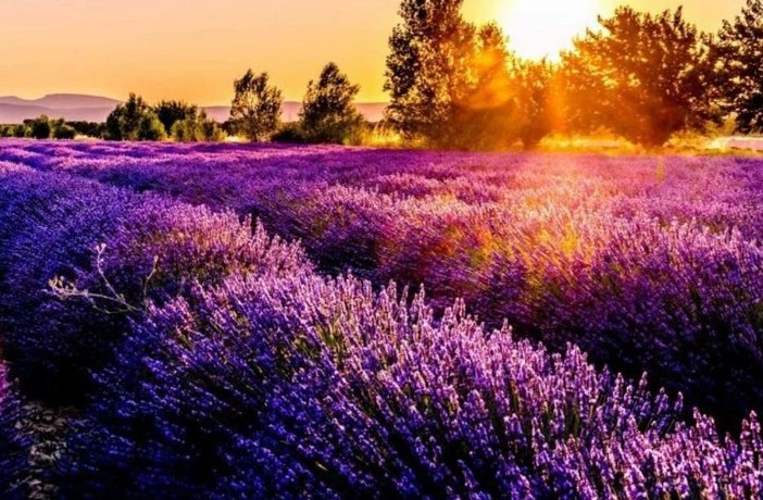 Lavanda dell'Astigiano a Castelnuovo don Bosco