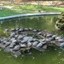 Torna la pulizia del laghetto ai giardini pubblici di Asti con l'associazione Una, Uomo, animali, natura