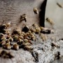 La struttura sociale delle api affascina e insegna