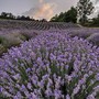 Castelnuovo Don Bosco, in mezzo al profumo dei fiori si terrà il concerto “fioritura di note e lavanda”