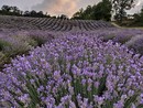 Castelnuovo Don Bosco, in mezzo al profumo dei fiori si terrà il concerto “fioritura di note e lavanda”
