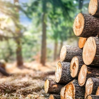 Dazi USA sul legno, Confagricoltura Piemonte lancia l'allarme: &quot;Grave zavorra per 3.500 aziende&quot;