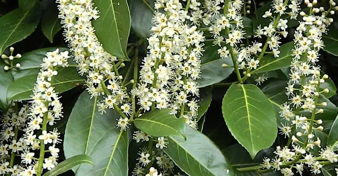 Viviamo in un posto bellissimo dove la primavera entra nel naso Viviamo in un posto bellissimo dove la primavera entra nel naso