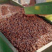 Nocciole, Cia Cuneo: "Il clima presenta il conto, produzione inferiore alle aspettative ma confidiamo nel prezzo" Nocciole, Cia Cuneo: "Il clima presenta il conto, produzione inferiore alle aspettative ma confidiamo nel prezzo"