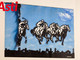 Galleria fotografica a cura di Merfephoto - Efrem Zanchettin Galleria fotografica a cura di Merfephoto - Efrem Zanchettin