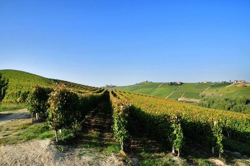 Vigneti di Moscato Vigneti di Moscato
