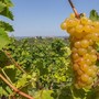 Moscato, Coldiretti Cuneo: "Scongiurato il taglio a 80 quintali" Moscato, Coldiretti Cuneo: "Scongiurato il taglio a 80 quintali"