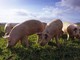 Peste suina: Coldiretti Piemonte chiede un cambio di passo per evitare di abbattere senza motivo i maiali sani