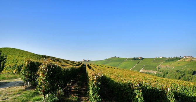 Vigneti di Moscato