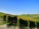 Vigneti di Moscato