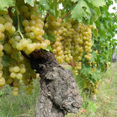 Moscato d’Asti Docg, c'è l'intesa fra mondo produttivo agricolo e industria: resa massima a 85 quintali per ettaro Moscato d’Asti Docg, c'è l'intesa fra mondo produttivo agricolo e industria: resa massima a 85 quintali per ettaro