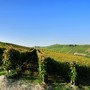 Vigneti di Moscato Vigneti di Moscato