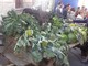 Fuoriporta: a Margarita (Cn) torna la Sagra d’l Coj: tre giorni di festa, tradizione e sapori per la 21ª edizione