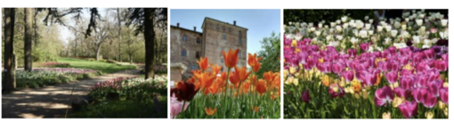 Messer Tulipano: una fioritura breve, ma ricca di eventi