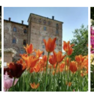 Messer Tulipano: una fioritura breve, ma ricca di eventi