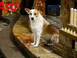 Ricca galleria fotografica a cura di Merfephoto - Efrem Zanchettin