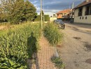"Quelle erbacce sono un muro invalicabile per i disabili" "Quelle erbacce sono un muro invalicabile per i disabili"