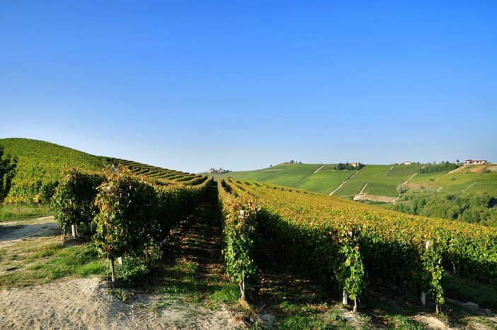 Vigneti di Moscato