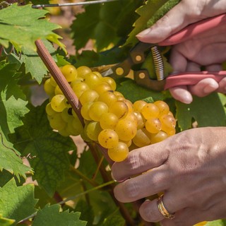 Asti Docg: al via da oggi la vendemmia. Buona qualità e raccolto stimato intorno a un milione di quintali